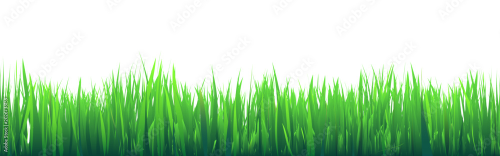 Fototapeta premium Meadow silhouette with green grass, plants on plain. Panoramic summer lawn landscape with herbs, various weeds. Herbal border, frame element. Black horizontal banners. Vector illustration