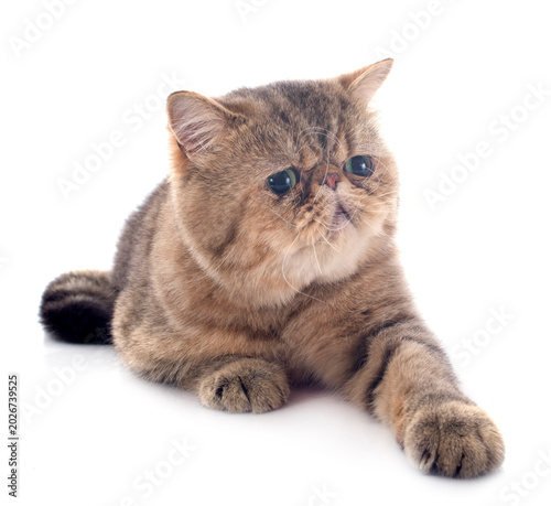 Schilderij op canvas exotic shorthair