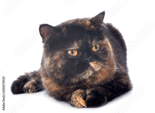 Foto exotic shorthair cat