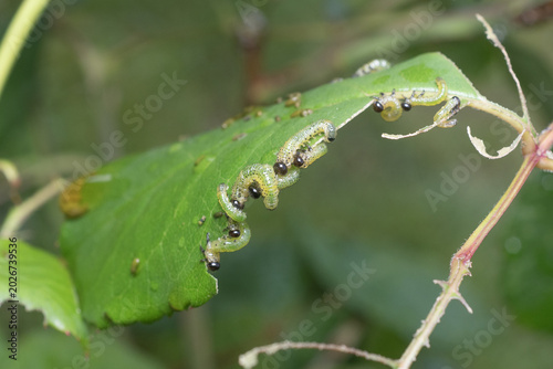 Group of Arge pagana larvae feeding on rose leaf showing plant damage