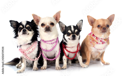 chihuahua and collar