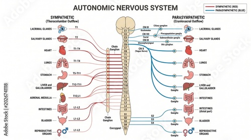 Anatomy chart of autonomic nervous system with sympathetic and parasympathetic pathways