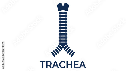 Tableau sur toile Trachea icon illustrates the anatomical structure of the human windpipe for medical education