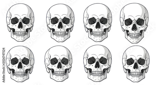 Bild auf Leinwand Anatomical Skull Illustrations - Set of Eight