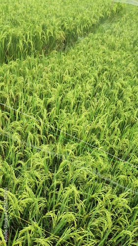 The beautiful panorama of the rice terraced area of ​​ CENTRAL JAVA, INDONESIA