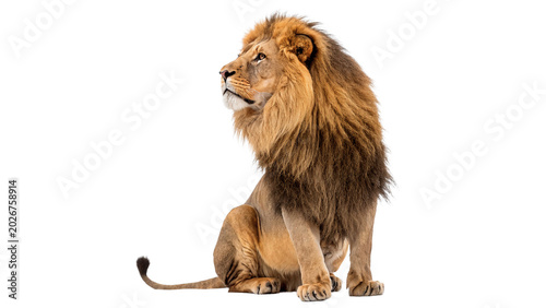 A close up profile portrait of a powerful male African lion with a large mane isolated on transparent background cut out
