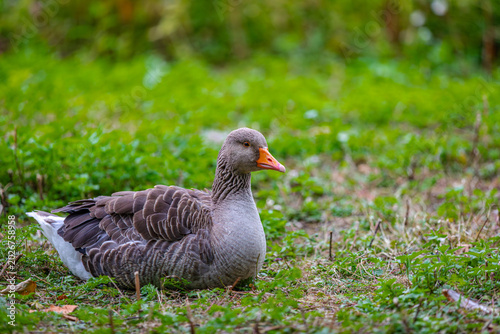 Photos Greylag Goose (Anser anser) Anatidae family. Hanover, Germany