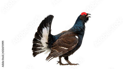 Schilderij op canvas A majestic wild capercaillie wood grouse bird standing proudly side view profile