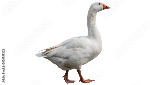Photos A domestic white gander goose bird standing side view profile looking forward fa