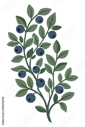 Фотография Wild blueberry branch with green leaves and berries, vector illustration