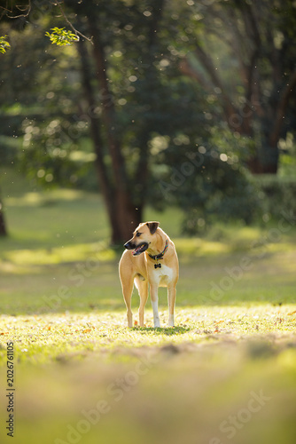 Photography Dog breed pedigree playful domestic guard animal Kenya East AFrica