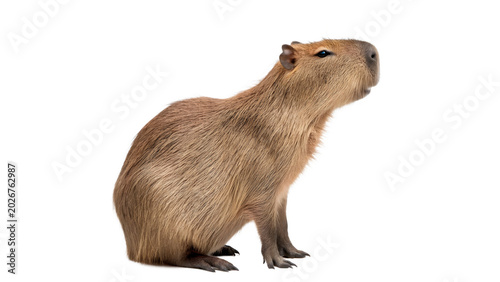 Photos A large wild brown capybara rodent mammal standing side view profile isolated on