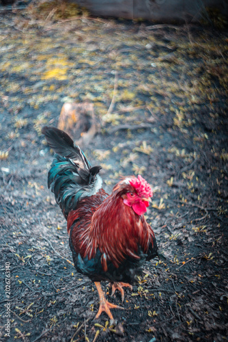 Very beautiful rural rooster on a walk