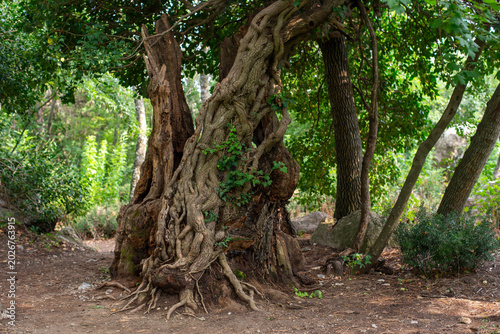 Photos An ancient carob tree (Ceratonia siliqua) in Massandra Park in Crimea, likely hundreds of years old