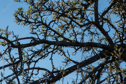 flowering and pollination of flowers on a cherry tree in spring