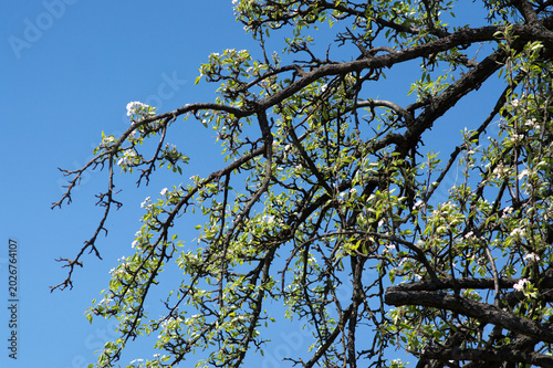 flowering and pollination of flowers on a cherry tree in spring
