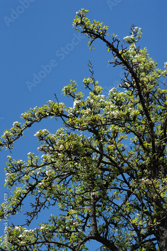 flowering and pollination of flowers on a cherry tree in spring