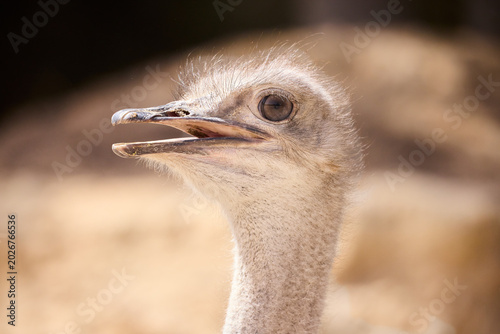 ostrich head close up