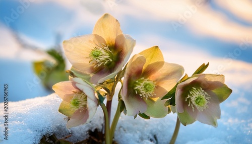 Cream Hellebore In The Snow