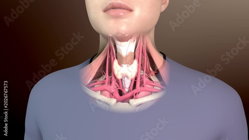 Thyroid gland and human neck anatomy: bones, muscles, arteries, veins, trachea, and pharyngeal organs. Medical teaching visualization for endocrine system.3D horizontal animation.