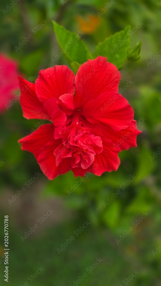 Fototapeta premium red hibiscus flower