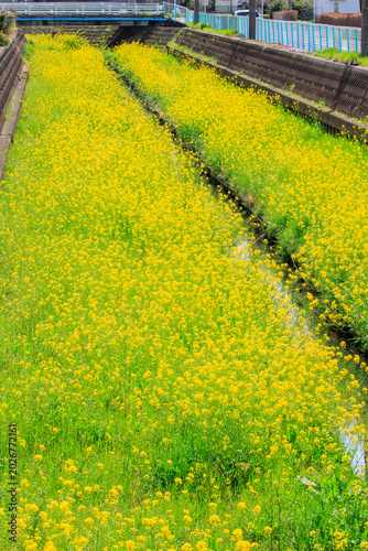 河川敷の菜の花