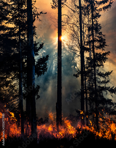 Sun shining brightly through trees on forest fire