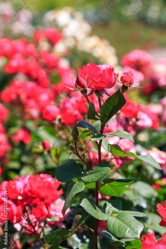 赤い薔薇