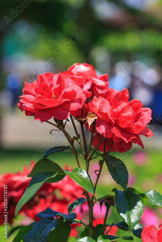 薔薇