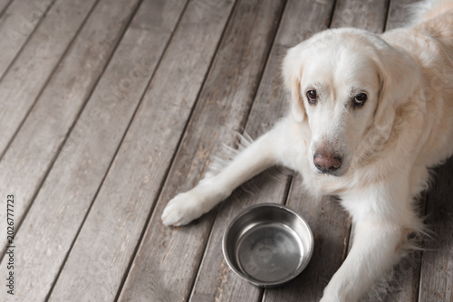 Canvastavla Hungry golden retriever lying on wooden floor next to empty metal bowl, looking up with sad pleading eyes waiting to be fed
