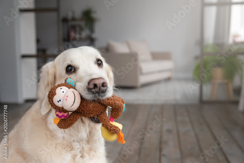 Photography Golden retriever holding colorful monkey plush toy in mouth, looking at camera with expressive eyes in bright living room at home