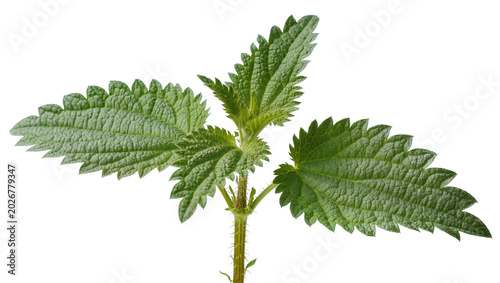 Φωτογραφία Green stinging nettle plant with serrated leaves, isolated on transparent backgr