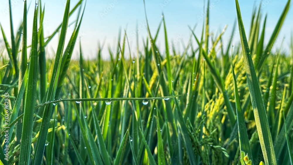 Fototapeta premium Close-up of Green Rice Plants with Grains and Morning Dew