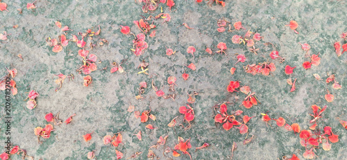 Orange petals on the ground 