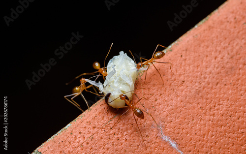 Red ants carrying insect larva working together
