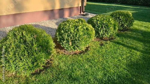 Foto Row of green globose thuja Danica bushes in a neat backyard landscape design near a residential house wall with gravel and green lawn