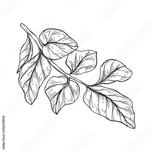 Botanical branch illustration with detailed leaves. Hand drawn ink sketch of plant foliage. Black and white graphic design element for nature project, wedding invite and herbal decor.