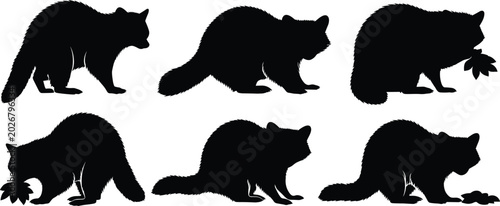 Photos Wild raccoon mammal black silhouette vector set featuring various foraging and c