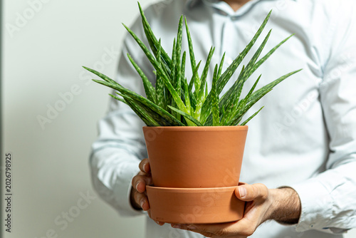 Man holding a potted aloe v...