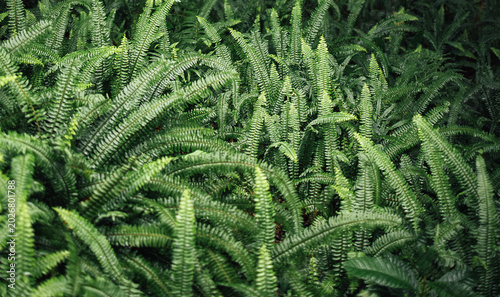 Tableau sur toile Lush green ferns densely populate the forest floor, showcasing a variety of leaf