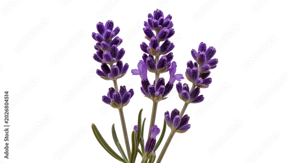 Fototapeta premium Purple lavender sprigs with green leaves, isolated on transparent background