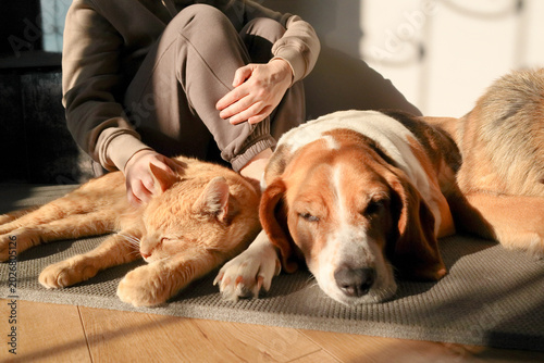 Close up of a ginger cat and a beagle dog sleeping together peacefully in the warm sunlight