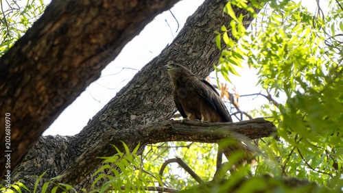 Bild auf Leinwand Shot of Black Kite or Milvus migrans sitting on a branch 1