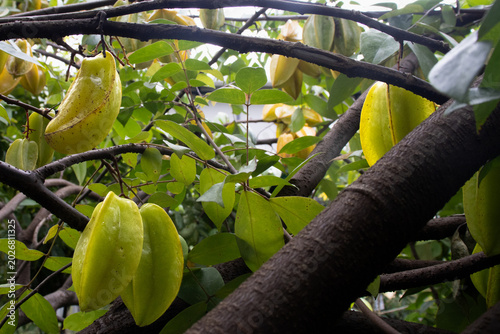 Foto Fresh Star Fruit Growing on Tree in Tropical Garden, Munnar, Kerala, India