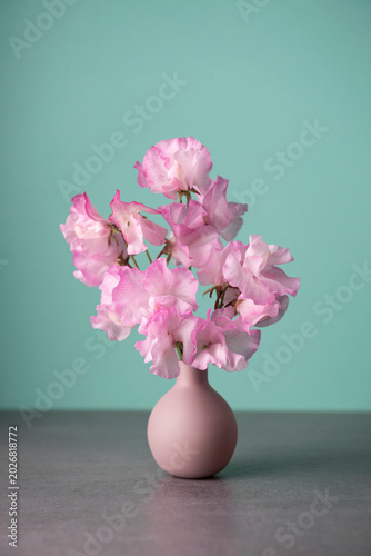 Shot of pink sweet pea flowers in small vase against colored background