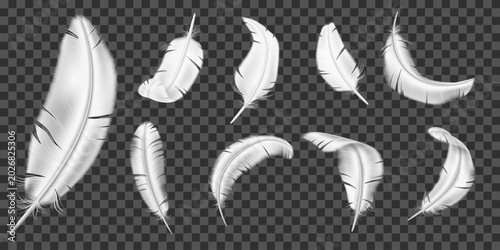 Photos Realistic white feathers