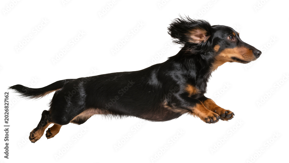 Naklejka premium Long-haired black and tan dachshund dog running, isolated on transparent background