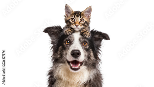 Foto Cute tabby kitten perched on happy dog s head, isolated on transparent backgroun