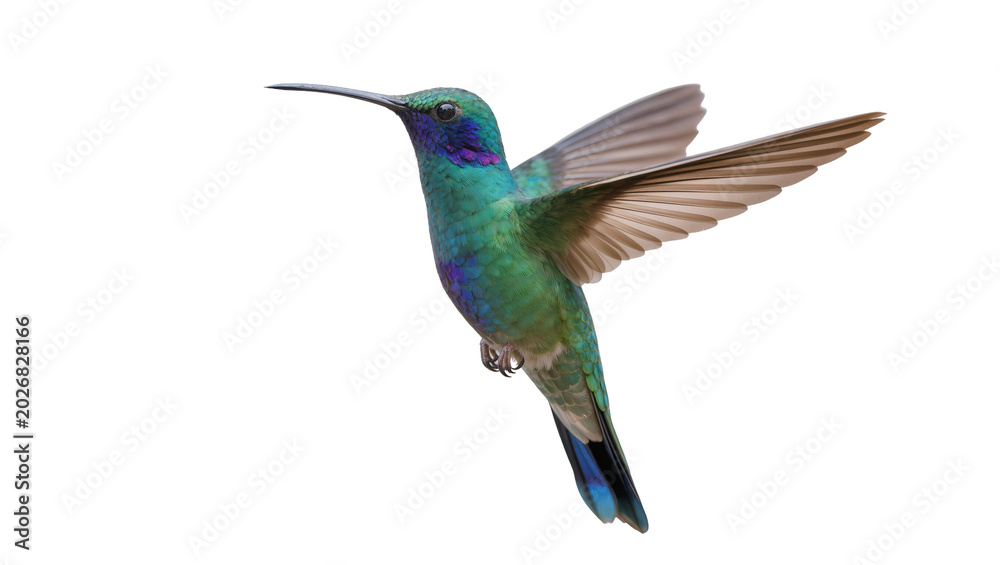 Fototapeta premium Emerald green hummingbird with iridescent blue throat wings spread, isolated on transparent background