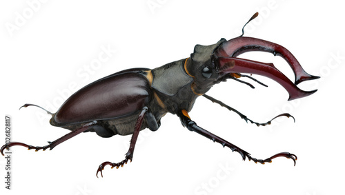 Photos Large stag beetle with prominent red mandibles, isolated on transparent backgrou